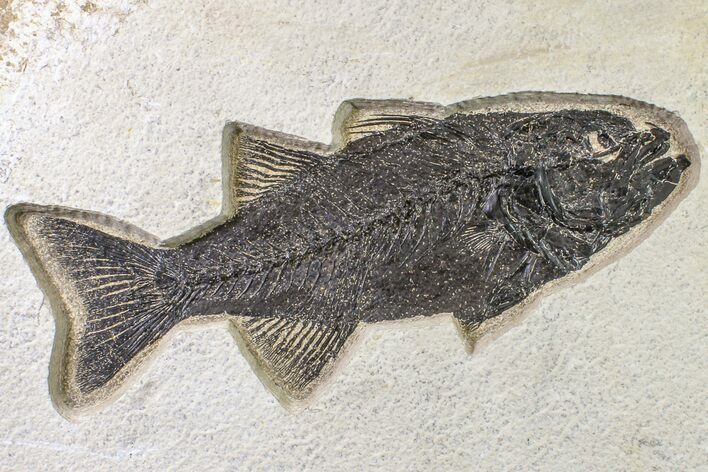 Uncommon Fish Fossil (Mioplosus) - Wyoming #163419